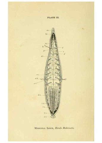 Reproducción/Reproduction 8391356895: Forms of animal life;. Oxford,Clarendon press,1870.