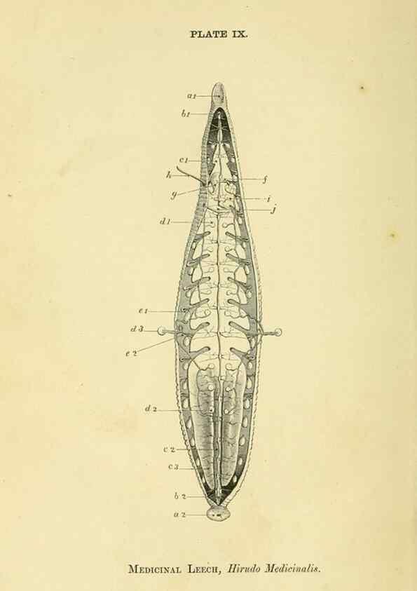 Reproducción/Reproduction 8391356895: Forms of animal life;. Oxford,Clarendon press,1870.