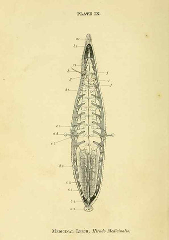 Reproducción/Reproduction 8391356895: Forms of animal life;. Oxford,Clarendon press,1870.