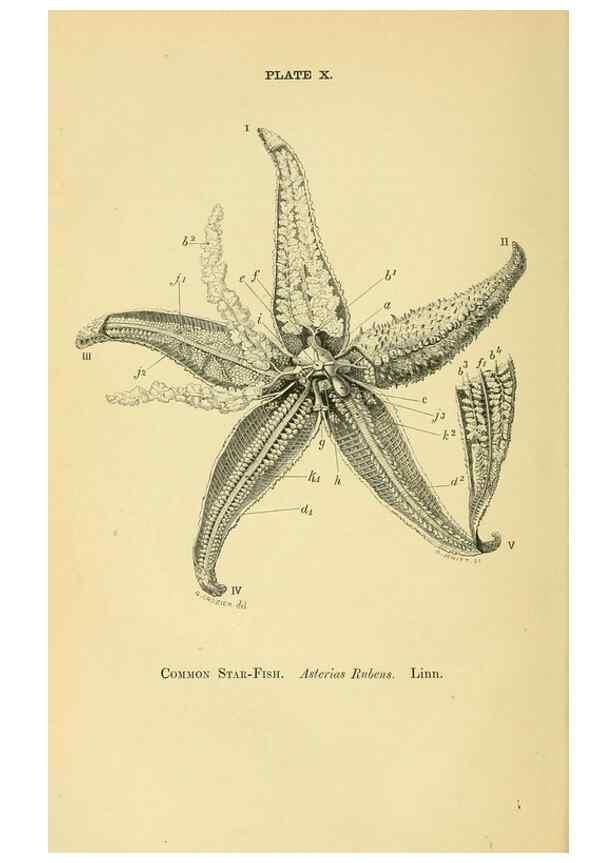 Reproducción/Reproduction 8391357743: Forms of animal life;. Oxford,Clarendon press,1870.