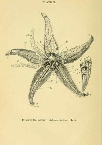 Reproducción/Reproduction 8391357743: Forms of animal life;. Oxford,Clarendon press,1870.