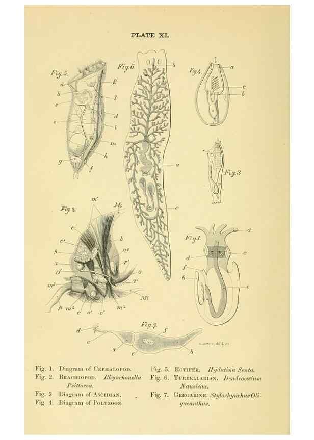 Reproducción/Reproduction 8391358303: Forms of animal life;. Oxford,Clarendon press,1870.