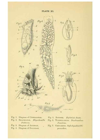 Reproducción/Reproduction 8391358303: Forms of animal life;. Oxford,Clarendon press,1870.