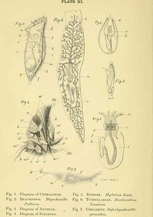 Reproducción/Reproduction 8391358303: Forms of animal life;. Oxford,Clarendon press,1870.