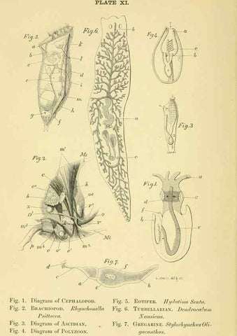 Reproducción/Reproduction 8391358303: Forms of animal life;. Oxford,Clarendon press,1870.