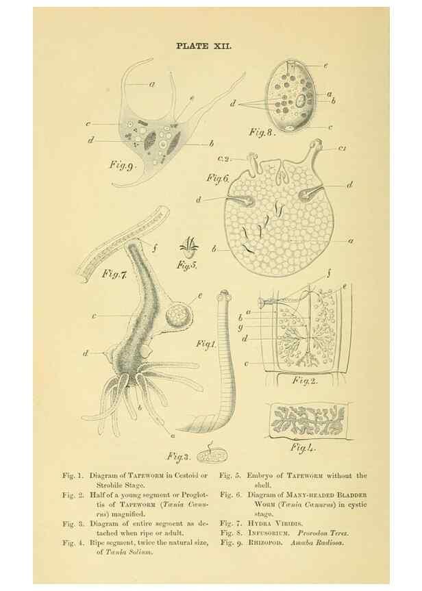 Reproducción/Reproduction 8392443528: Forms of animal life;. Oxford,Clarendon press,1870.