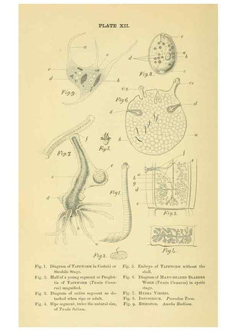 Reproducción/Reproduction 8392443528: Forms of animal life;. Oxford,Clarendon press,1870.
