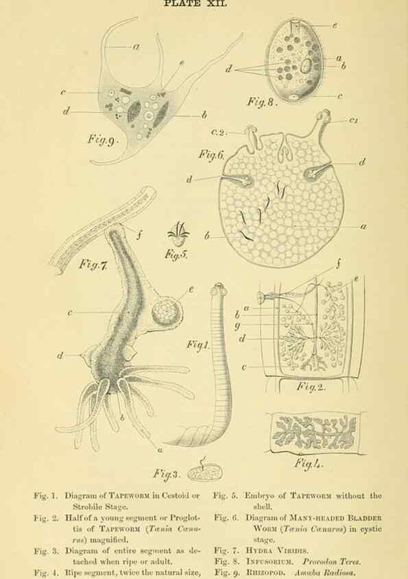 Reproducción/Reproduction 8392443528: Forms of animal life;. Oxford,Clarendon press,1870.