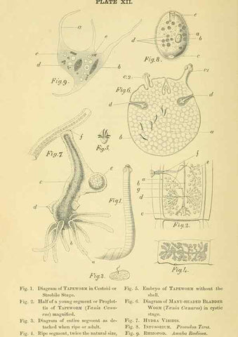 Reproducción/Reproduction 8392443528: Forms of animal life;. Oxford,Clarendon press,1870.
