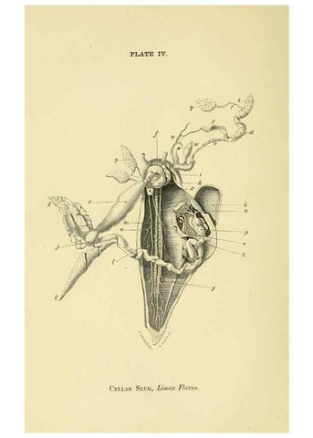Reproducción/Reproduction 8391354783: Forms of animal life;. Oxford,Clarendon press,1870.