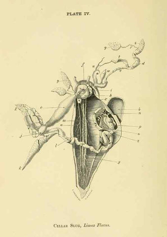 Reproducción/Reproduction 8391354783: Forms of animal life;. Oxford,Clarendon press,1870.