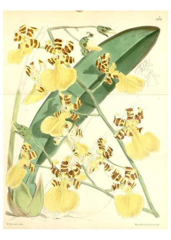 Reproducción/Reproduction 8391935577: Curtis's botanical magazine.. London ;New York [etc.] :Academic Press [etc.]