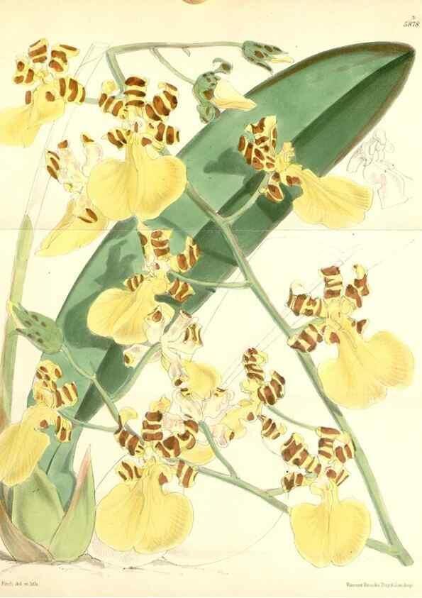 Reproducción/Reproduction 8391935577: Curtis's botanical magazine.. London ;New York [etc.] :Academic Press [etc.]