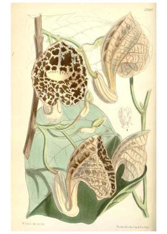 Reproducción/Reproduction 8391936891: Curtis's botanical magazine.. London ;New York [etc.] :Academic Press [etc.]