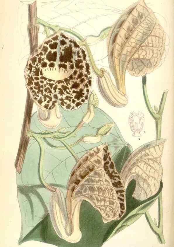 Reproducción/Reproduction 8391936891: Curtis's botanical magazine.. London ;New York [etc.] :Academic Press [etc.]