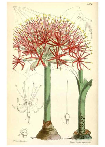 Reproducción/Reproduction 8391937545: Curtis's botanical magazine.. London ;New York [etc.] :Academic Press [etc.]