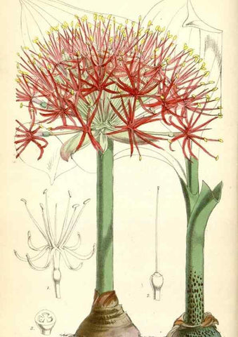Reproducción/Reproduction 8391937545: Curtis's botanical magazine.. London ;New York [etc.] :Academic Press [etc.]