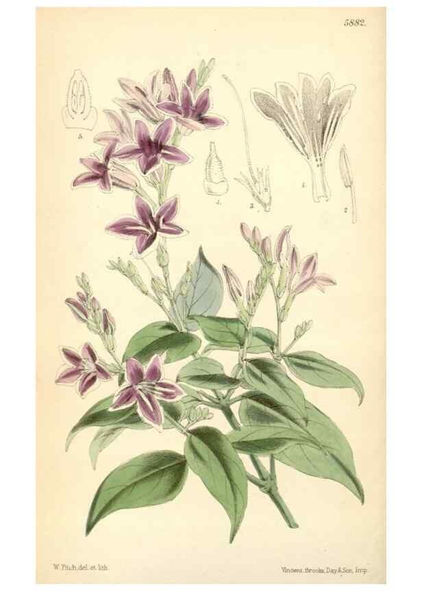 Reproducción/Reproduction 8393021130: Curtis's botanical magazine.. London ;New York [etc.] :Academic Press [etc.]