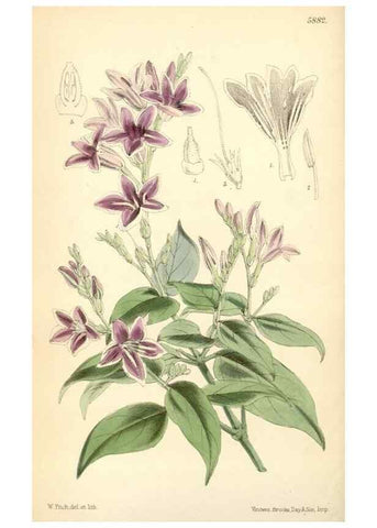 Reproducción/Reproduction 8393021130: Curtis's botanical magazine.. London ;New York [etc.] :Academic Press [etc.]