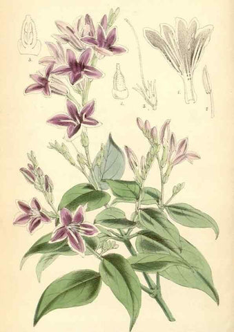 Reproducción/Reproduction 8393021130: Curtis's botanical magazine.. London ;New York [etc.] :Academic Press [etc.]