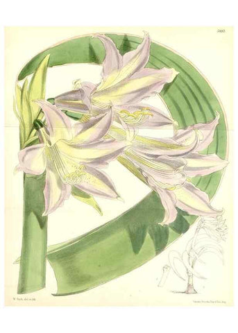 Reproducción/Reproduction 8391938705: Curtis's botanical magazine.. London ;New York [etc.] :Academic Press [etc.]