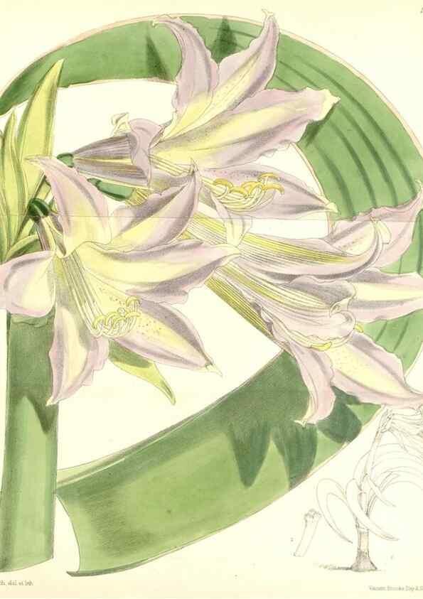 Reproducción/Reproduction 8391938705: Curtis's botanical magazine.. London ;New York [etc.] :Academic Press [etc.]