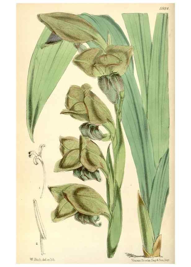 Reproducción/Reproduction 8393022386: Curtis's botanical magazine.. London ;New York [etc.] :Academic Press [etc.]