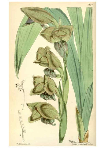 Reproducción/Reproduction 8393022386: Curtis's botanical magazine.. London ;New York [etc.] :Academic Press [etc.]