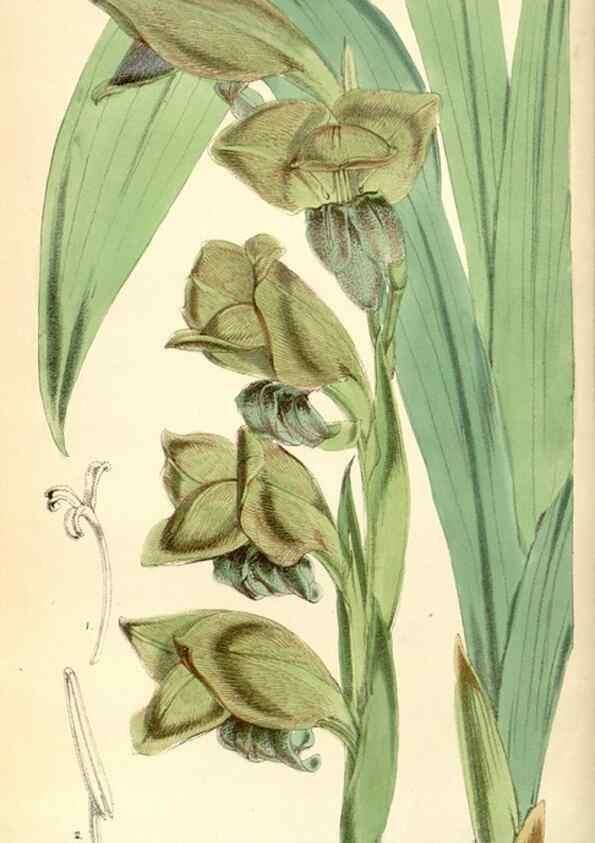 Reproducción/Reproduction 8393022386: Curtis's botanical magazine.. London ;New York [etc.] :Academic Press [etc.]