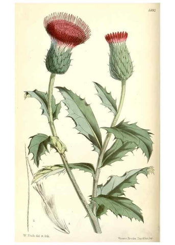 Reproducción/Reproduction 8393023264: Curtis's botanical magazine.. London ;New York [etc.] :Academic Press [etc.]