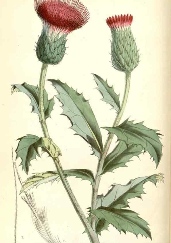 Reproducción/Reproduction 8393023264: Curtis's botanical magazine.. London ;New York [etc.] :Academic Press [etc.]