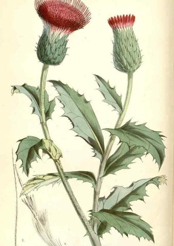 Reproducción/Reproduction 8393023264: Curtis's botanical magazine.. London ;New York [etc.] :Academic Press [etc.]