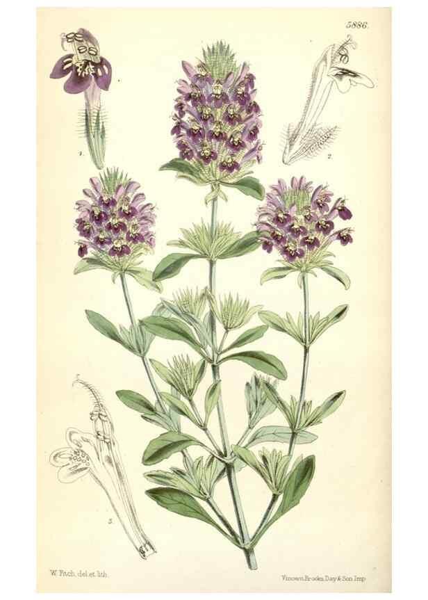 Reproducción/Reproduction 8391941275: Curtis's botanical magazine.. London ;New York [etc.] :Academic Press [etc.]