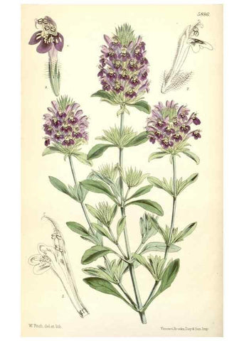 Reproducción/Reproduction 8391941275: Curtis's botanical magazine.. London ;New York [etc.] :Academic Press [etc.]
