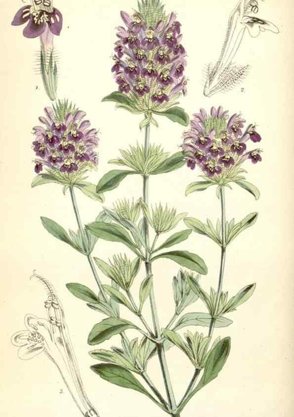 Reproducción/Reproduction 8391941275: Curtis's botanical magazine.. London ;New York [etc.] :Academic Press [etc.]