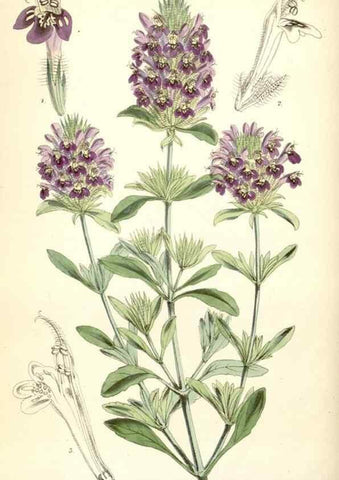 Reproducción/Reproduction 8391941275: Curtis's botanical magazine.. London ;New York [etc.] :Academic Press [etc.]