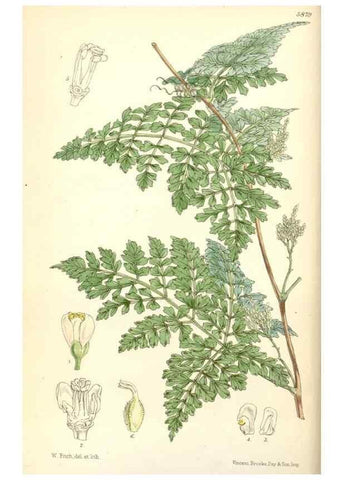 Reproducción/Reproduction 8391936239: Curtis's botanical magazine.. London ;New York [etc.] :Academic Press [etc.]