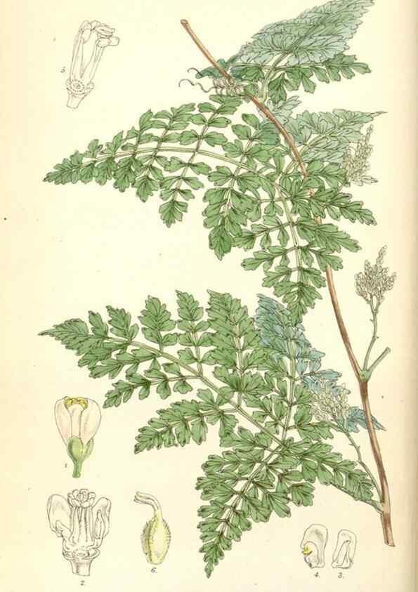 Reproducción/Reproduction 8391936239: Curtis's botanical magazine.. London ;New York [etc.] :Academic Press [etc.]