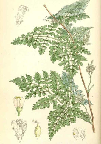 Reproducción/Reproduction 8391936239: Curtis's botanical magazine.. London ;New York [etc.] :Academic Press [etc.]