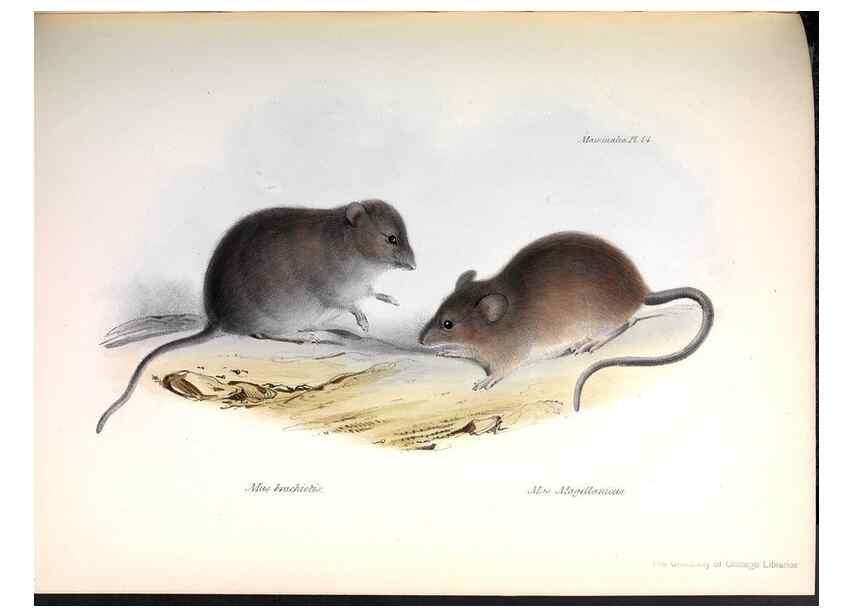 Reproducción/Reproduction 8386020827: The zoology of the voyage of H.M.S. Beagle .... London,Smith, Elder & Co.,1838-