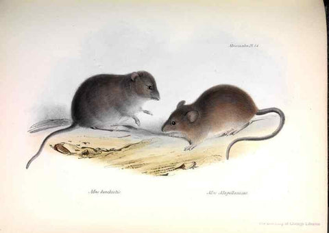 Reproducción/Reproduction 8386020827: The zoology of the voyage of H.M.S. Beagle .... London,Smith, Elder & Co.,1838-