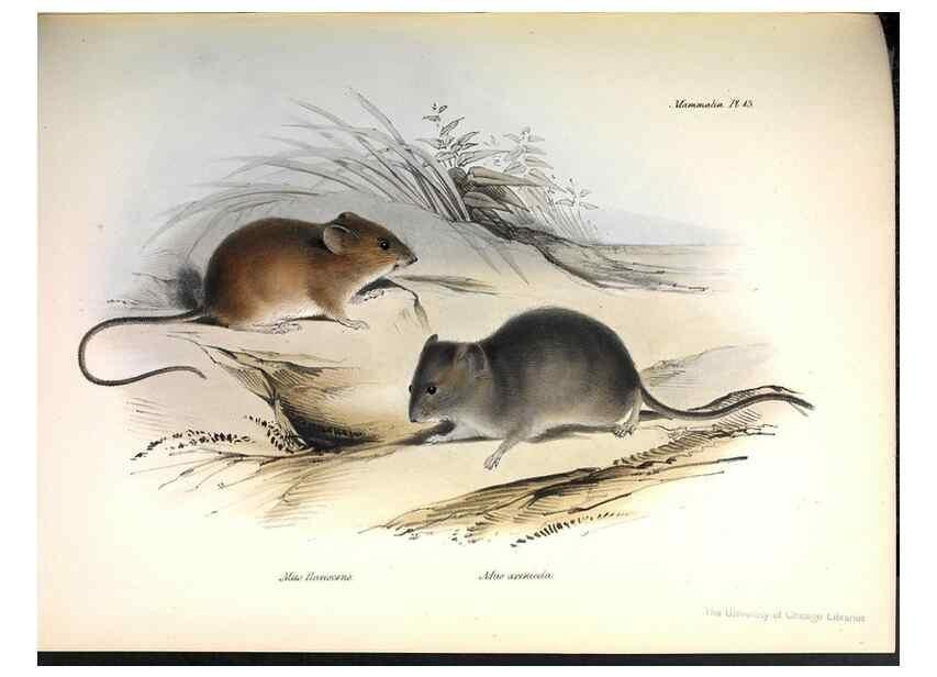 Reproducción/Reproduction 8387106448: The zoology of the voyage of H.M.S. Beagle .... London,Smith, Elder & Co.,1838-