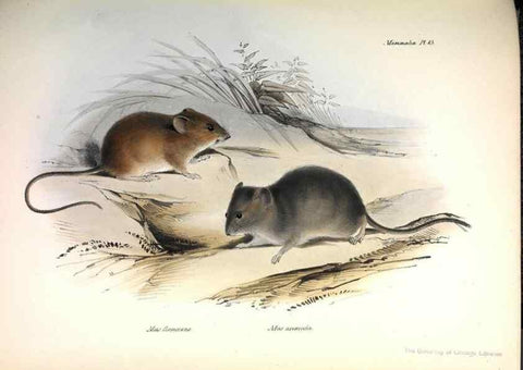 Reproducción/Reproduction 8387106448: The zoology of the voyage of H.M.S. Beagle .... London,Smith, Elder & Co.,1838-