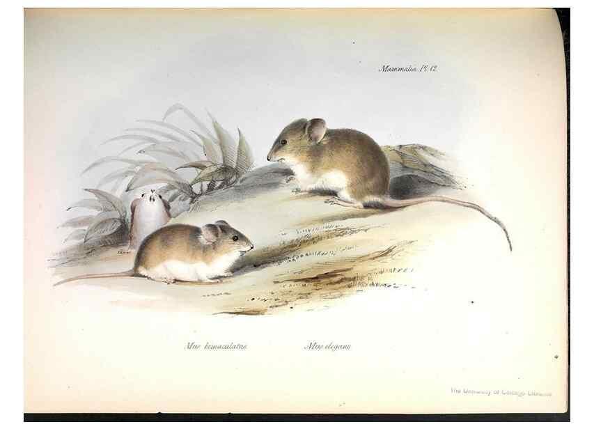 Reproducción/Reproduction 8386020077: The zoology of the voyage of H.M.S. Beagle .... London,Smith, Elder & Co.,1838-