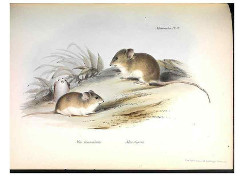 Reproducción/Reproduction 8386020077: The zoology of the voyage of H.M.S. Beagle .... London,Smith, Elder & Co.,1838-