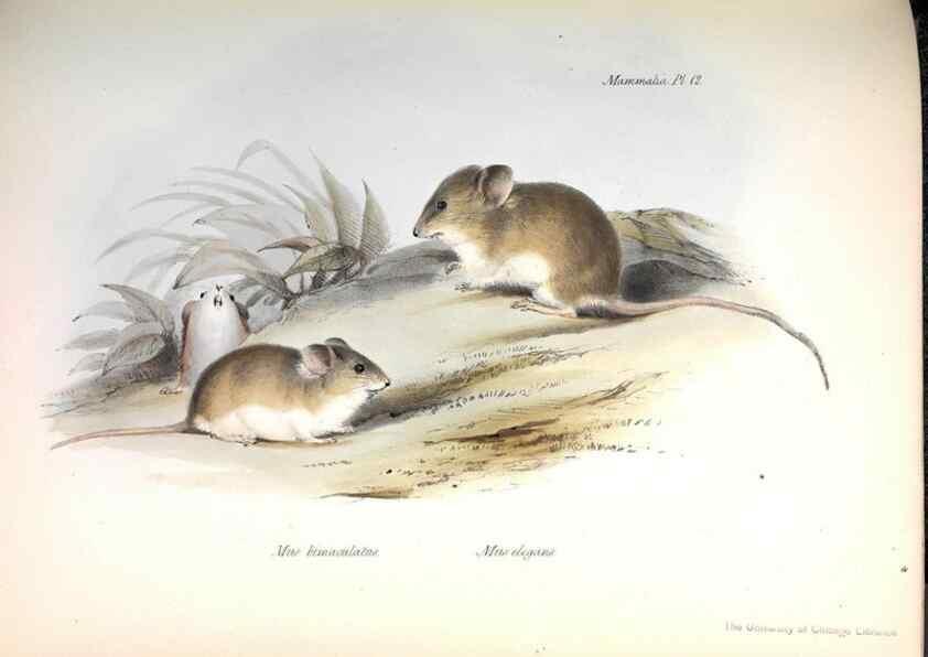 Reproducción/Reproduction 8386020077: The zoology of the voyage of H.M.S. Beagle .... London,Smith, Elder & Co.,1838-
