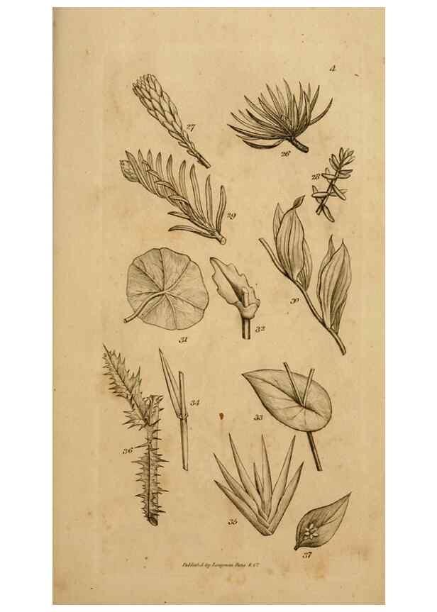 Reproducción/Reproduction 8385918471: An introduction to physiological and systematical botany /. London :Printed for Longman, Hurst, Rees, Orme, and Brown,1819.