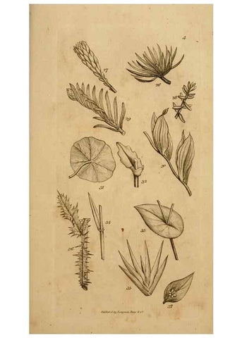 Reproducción/Reproduction 8385918471: An introduction to physiological and systematical botany /. London :Printed for Longman, Hurst, Rees, Orme, and Brown,1819.
