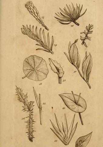 Reproducción/Reproduction 8385918471: An introduction to physiological and systematical botany /. London :Printed for Longman, Hurst, Rees, Orme, and Brown,1819.