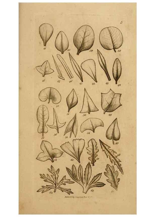 Reproducción/Reproduction 8385919093: An introduction to physiological and systematical botany /. London :Printed for Longman, Hurst, Rees, Orme, and Brown,1819.